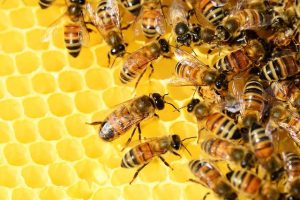 Dlaczego warto zwrócić uwagę na produkty pszczele
