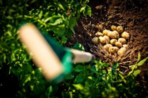 Kiedy i jak sadzić ziemniaki w ogrodzie i na działce: uprawa ziemniaków, jakie ziemniaki do sadzenia.