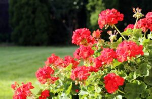 Czerwone kwiaty w ogrodzie: kolorowy powiew lata – zdjęcia najpiękniejszych kwiatów w czerwieni