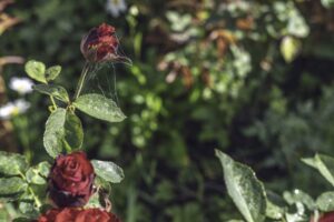 Kiedy sadzić różę do gruntu – sadzenie róży: poradnik krok po kroku (zdjęcia)