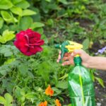Jak pielęgnować i gdzie rosnąć najpiękniejsze odmiany róż na pniu