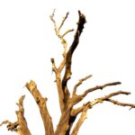 Dlaczego tuje zmieniają kolor i usychają - przyczyny brązowienia i żółknięcia rośliny