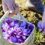 Fioletowe rośliny ozdobne do Twojego ogrodu – jakie kwiaty wybrać?